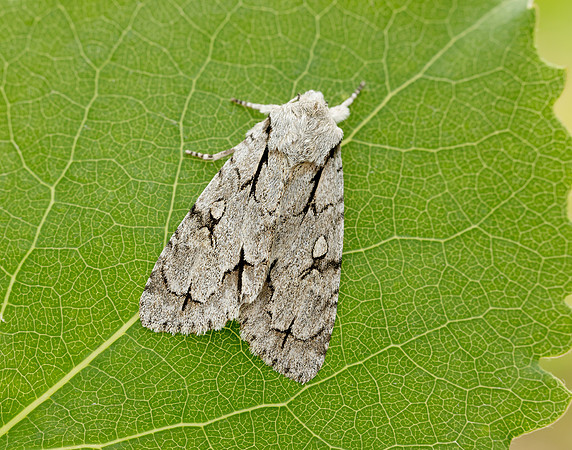 73.038 BF2284 Grey Dagger Acronicta psi