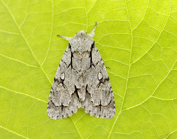 73.038 BF2284 Grey Dagger Acronicta psi