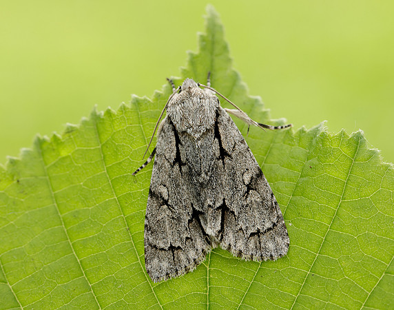 73.038 BF2284 Grey Dagger Acronicta psi