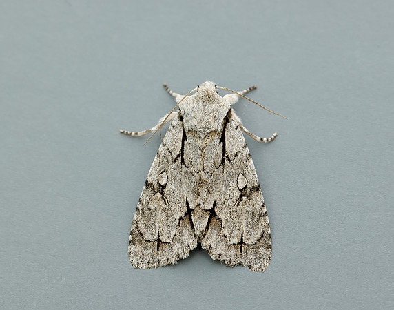 73.038 BF2284 Grey Dagger Acronicta psi