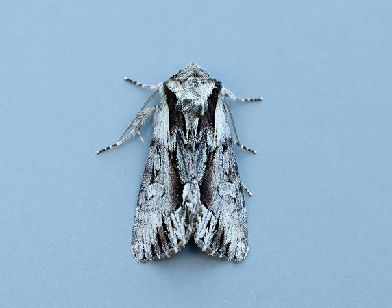 73.110 BF2320 Saxon Hyppa rectilinea