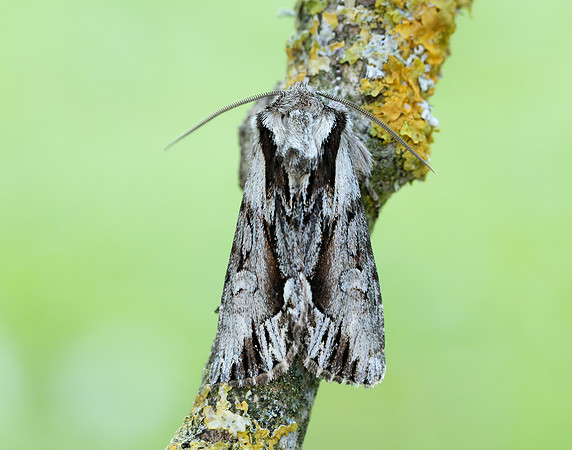 73.110 BF2320 Saxon Hyppa rectilinea