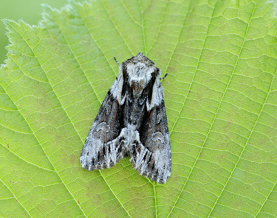 73.110 BF2320 Saxon Hyppa rectilinea