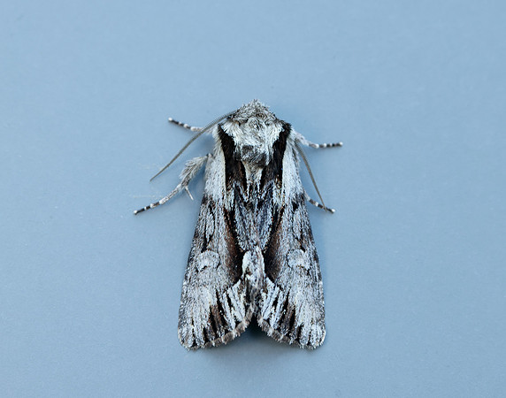 73.110 BF2320 Saxon Hyppa rectilinea