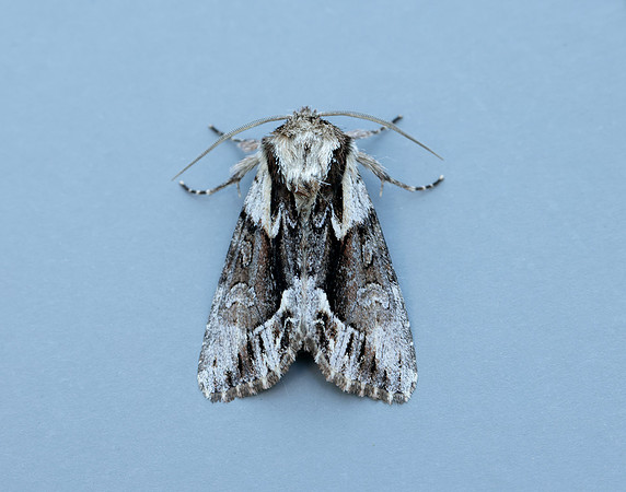 73.110 BF2320 Saxon Hyppa rectilinea