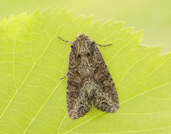 73.154 BF2330 Dusky Brocade Apamea remissa