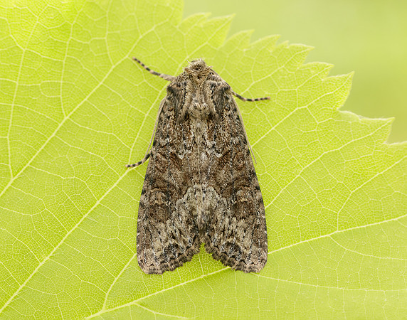 73.154 BF2330 Dusky Brocade Apamea remissa