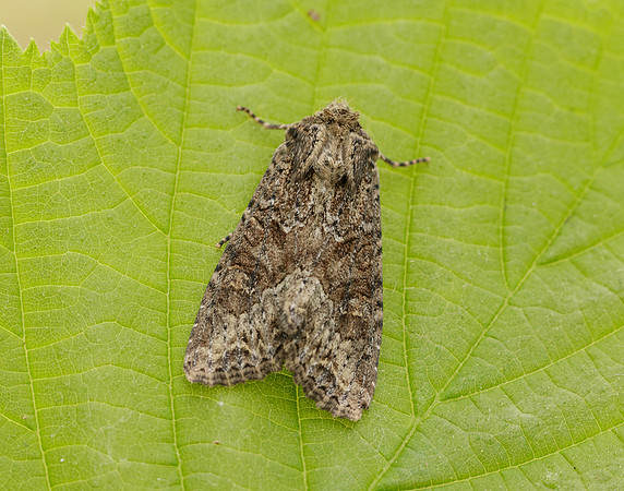 73.154 BF2330 Dusky Brocade Apamea remissa