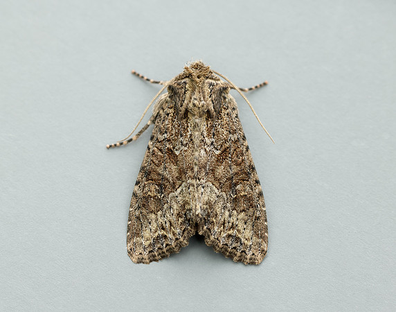 73.154 BF2330 Dusky Brocade Apamea remissa