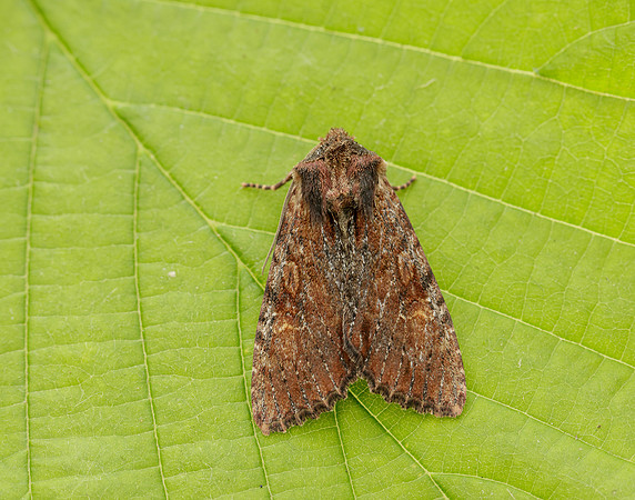 73.156 BF2326 Clouded-bordered Brindle Apamea crenata