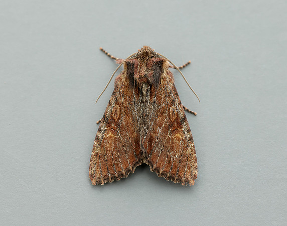 73.156 BF2326 Clouded-bordered Brindle Apamea crenata
