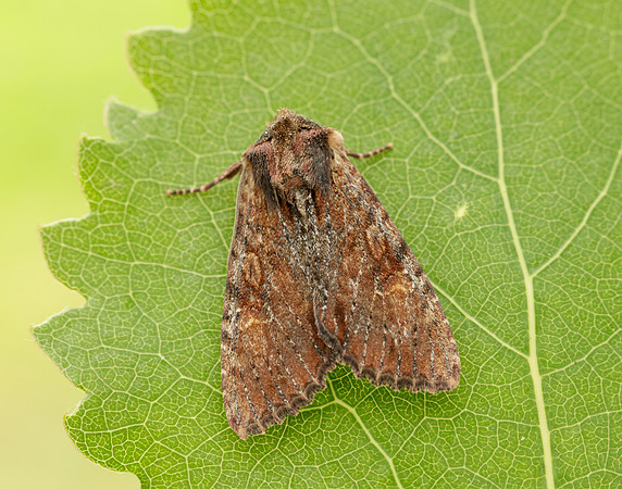 73.156 BF2326 Clouded-bordered Brindle Apamea crenata