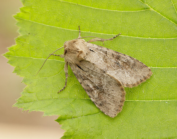 73.158 BF2334 Rustic Shoulder-knot Apamea sordens