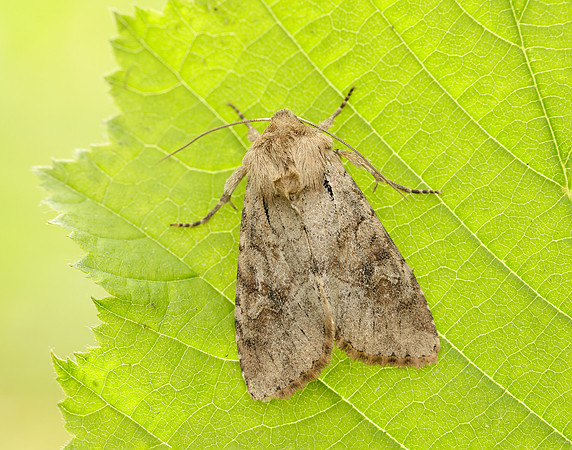 73.158 BF2334 Rustic Shoulder-knot Apamea sordens
