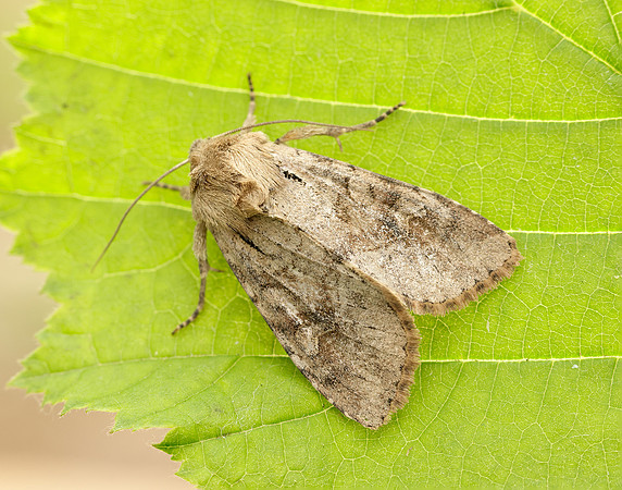 73.158 BF2334 Rustic Shoulder-knot Apamea sordens