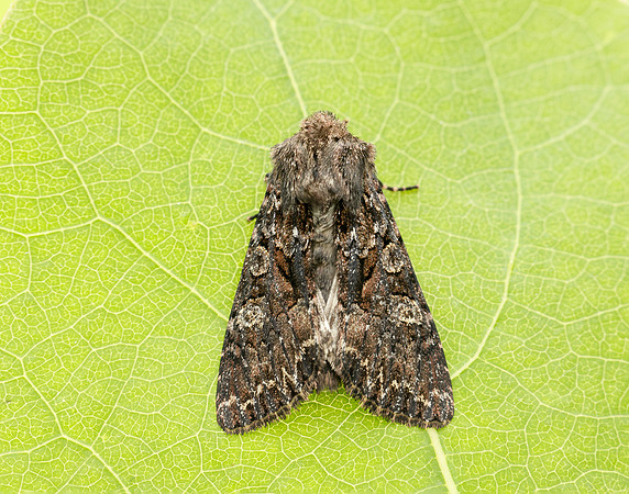 73.238 BF2250 Dark Brocade Mniotype adusta