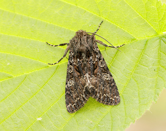 73.238 BF2250 Dark Brocade Mniotype adusta