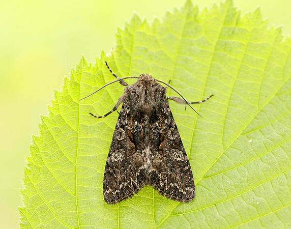 73.238 BF2250 Dark Brocade Mniotype adusta
