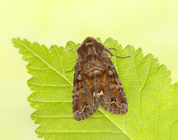 73.271 BF2163 Broom Moth Ceramica pisi