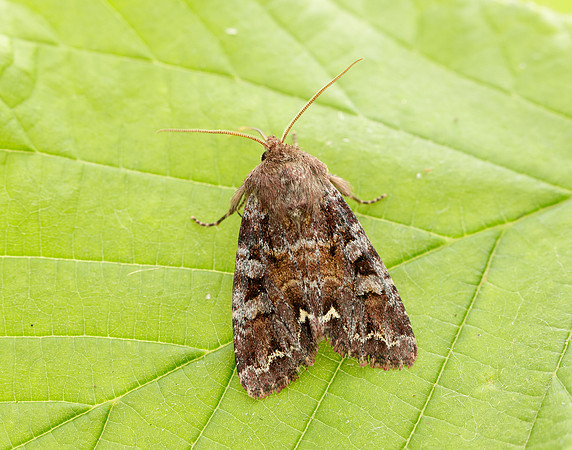 73.271 BF2163 Broom Moth Ceramica pisi