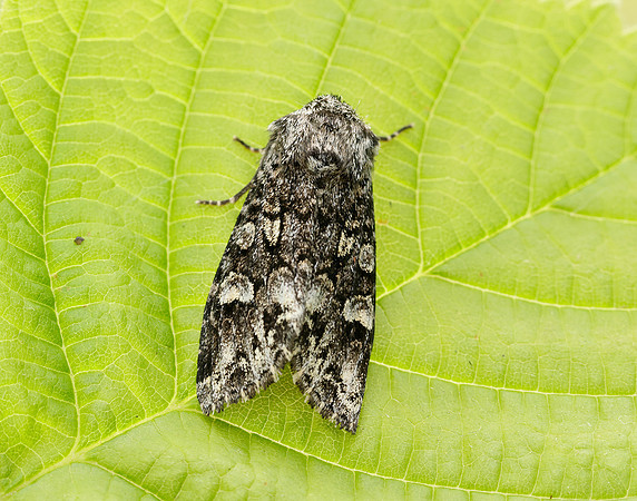 73.272 BF2162 Glaucous Shears Papestra biren