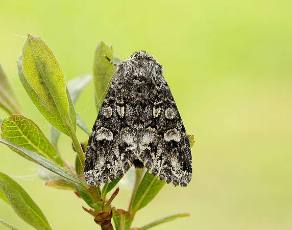 73.272 BF2162 Glaucous Shears Papestra biren