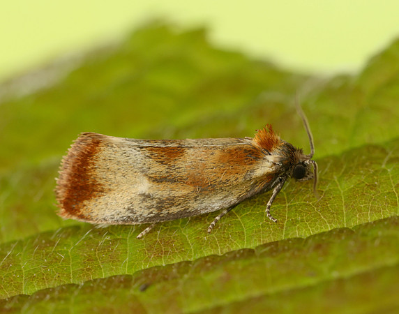 49.090 BF1015 Eulia ministrana
