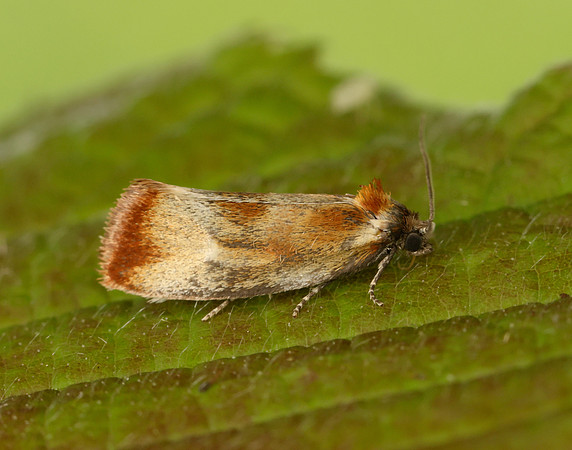49.090 BF1015 Eulia ministrana