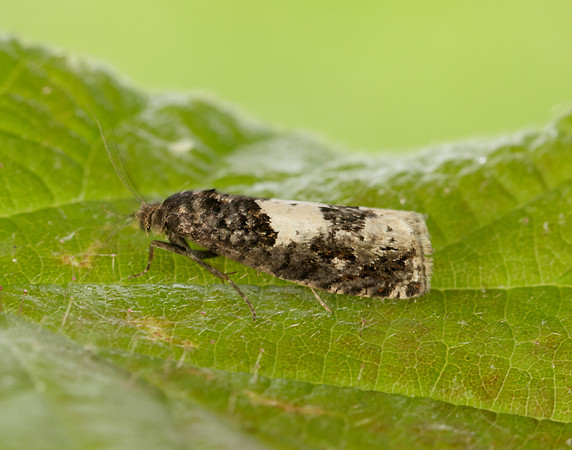 49.285 BF1184 Epiblema scutulana
