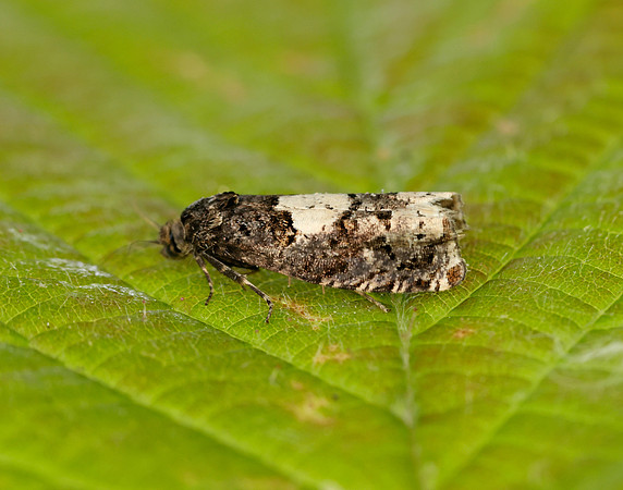 49.285 BF1184 Epiblema scutulana