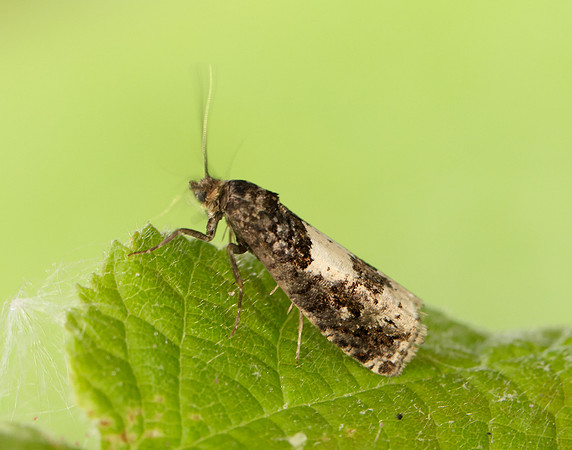 49.285 BF1184 Epiblema scutulana