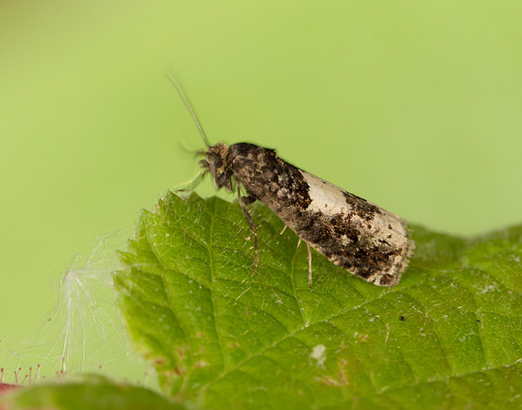 49.285 BF1184 Epiblema scutulana