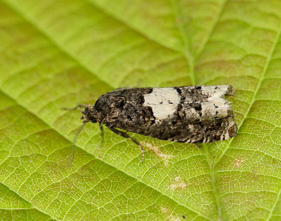 49.285 BF1184 Epiblema scutulana