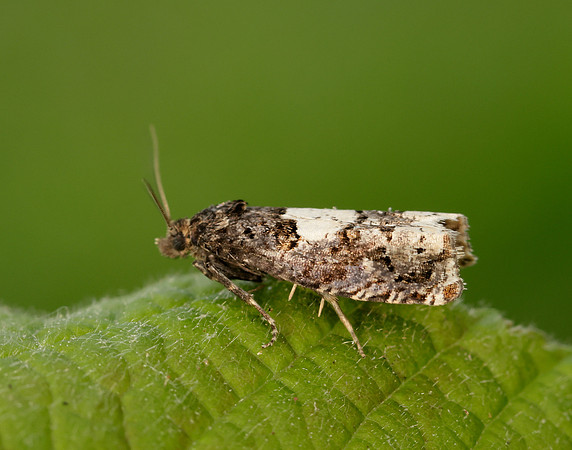 49.285 BF1184 Epiblema scutulana
