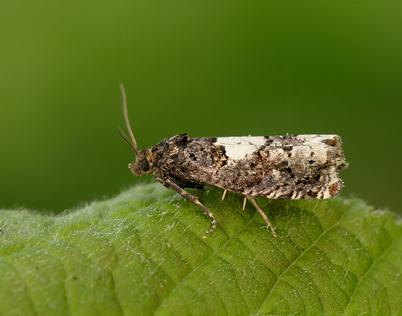 49.285 BF1184 Epiblema scutulana