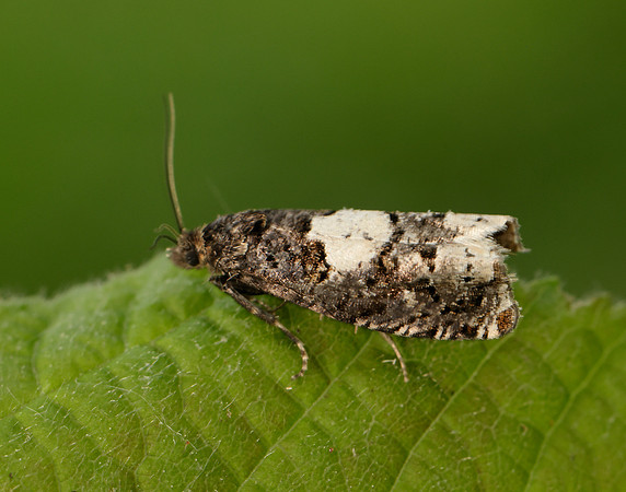 49.285 BF1184 Epiblema scutulana
