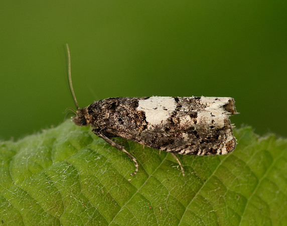49.285 BF1184 Epiblema scutulana