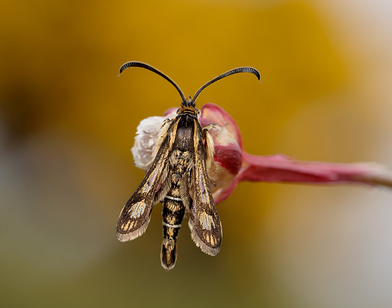 52.016 BF383 Thrift Clearwing Pyropteron muscaeformis
