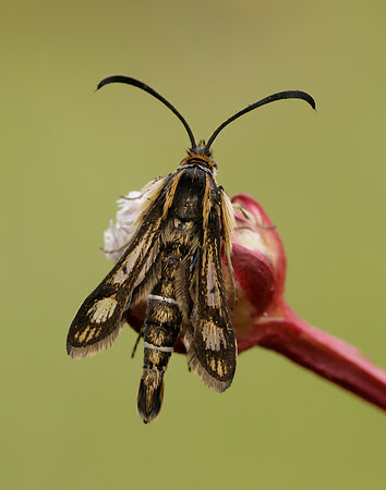 52.016 BF383 Thrift Clearwing Pyropteron muscaeformis