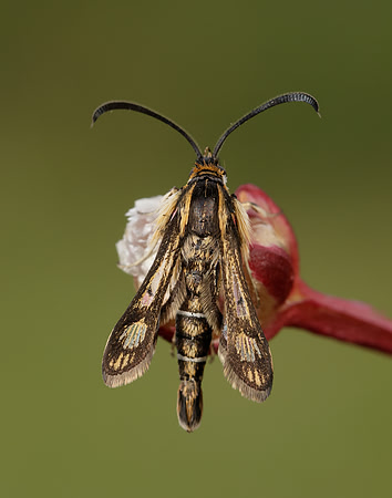 52.016 BF383 Thrift Clearwing Pyropteron muscaeformis