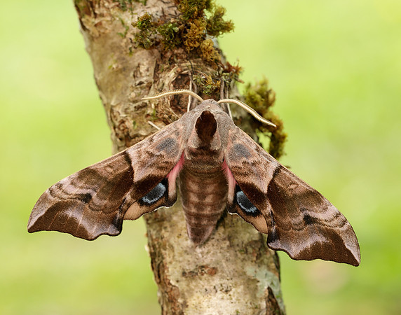 69.002 BF1980 Eyed Hawk-moth Smerinthus ocellata