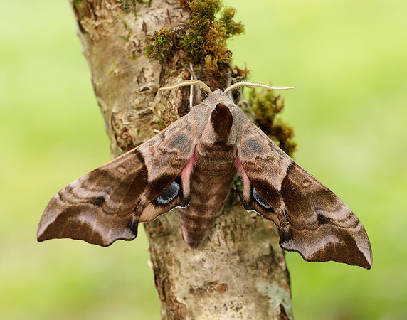69.002 BF1980 Eyed Hawk-moth Smerinthus ocellata