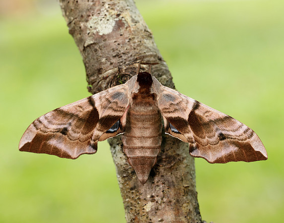 69.002 BF1980 Eyed Hawk-moth Smerinthus ocellata