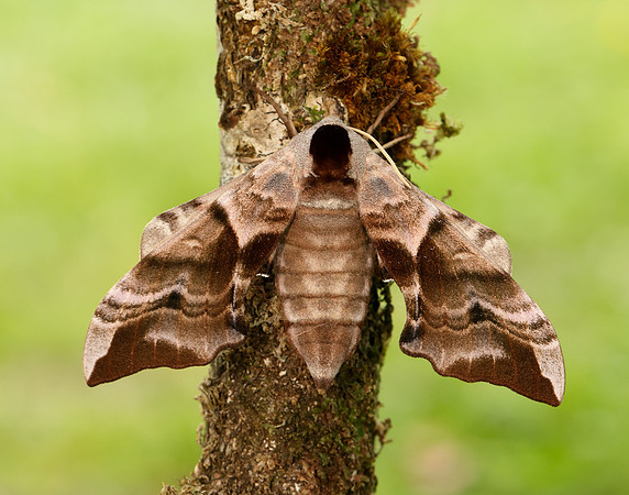 69.002 BF1980 Eyed Hawk-moth Smerinthus ocellata