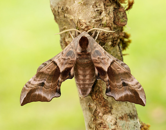 69.002 BF1980 Eyed Hawk-moth Smerinthus ocellata
