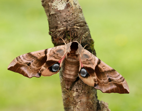 69.002 BF1980 Eyed Hawk-moth Smerinthus ocellata