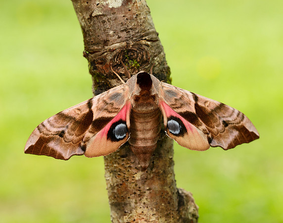 69.002 BF1980 Eyed Hawk-moth Smerinthus ocellata