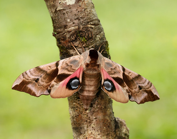 69.002 BF1980 Eyed Hawk-moth Smerinthus ocellata