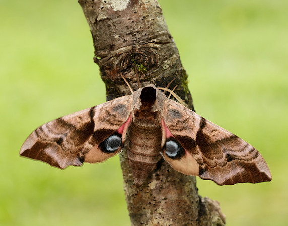 69.002 BF1980 Eyed Hawk-moth Smerinthus ocellata