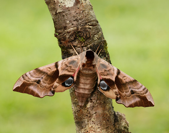 69.002 BF1980 Eyed Hawk-moth Smerinthus ocellata